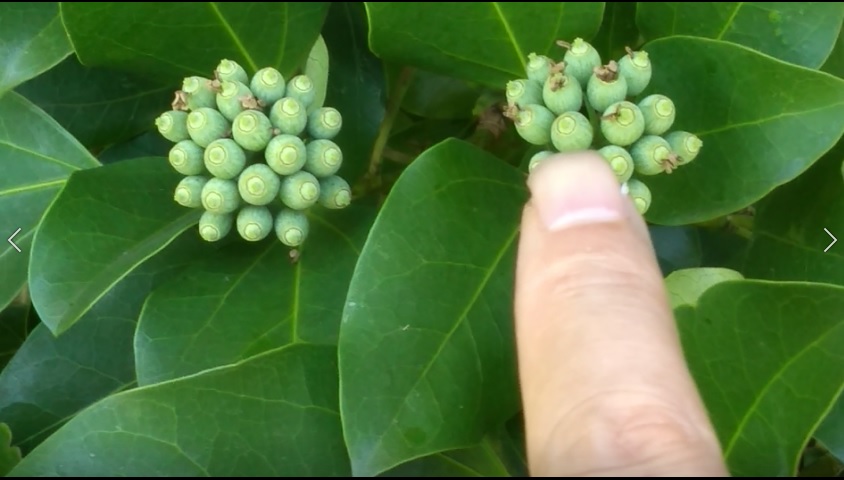 f:id:book_rubyring:20190811174022j:plain f:id:book_rubyring:20190811174022j:plain