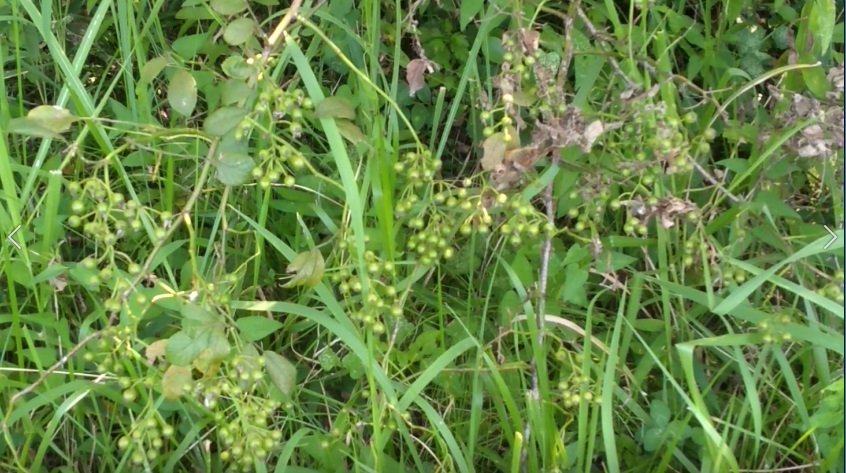 f:id:book_rubyring:20190811174041j:plain f:id:book_rubyring:20190811174041j:plain