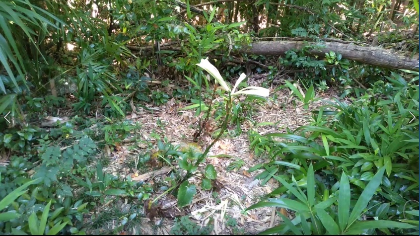 f:id:book_rubyring:20190811174149j:plain f:id:book_rubyring:20190811174149j:plain