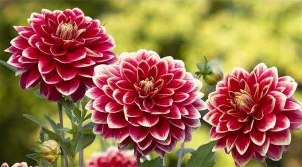 f:id:bookmarker330:20201023142108j:image