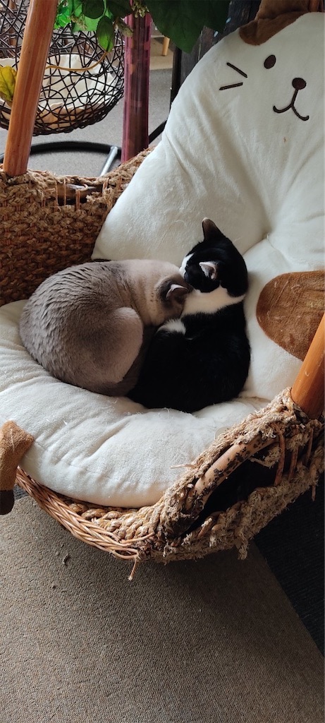 f:id:bookmarker330:20220321182218j:image