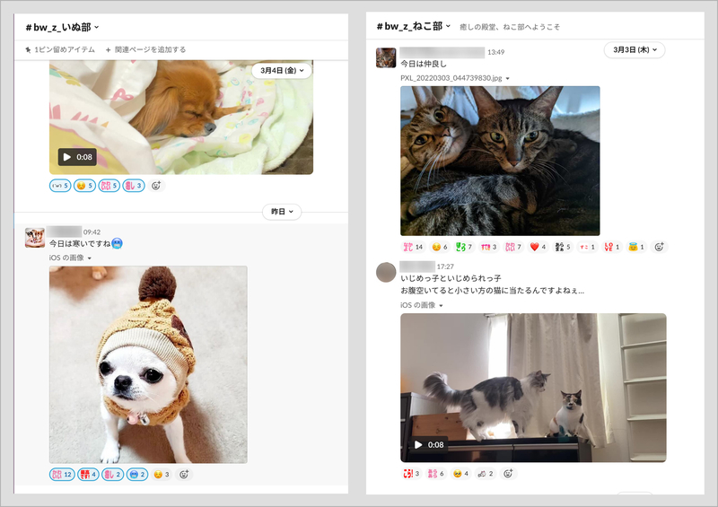 Slackの「犬部」「猫部」の様子