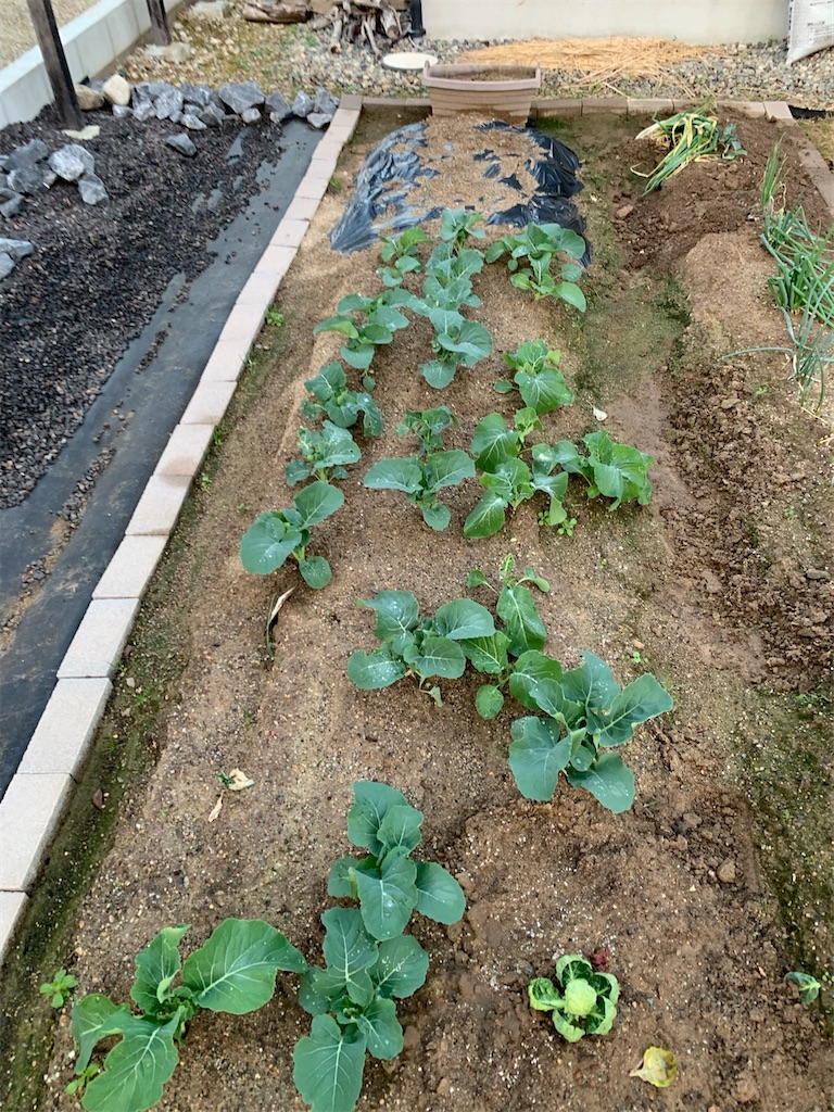 f:id:boonosuke:20250708132148j:image