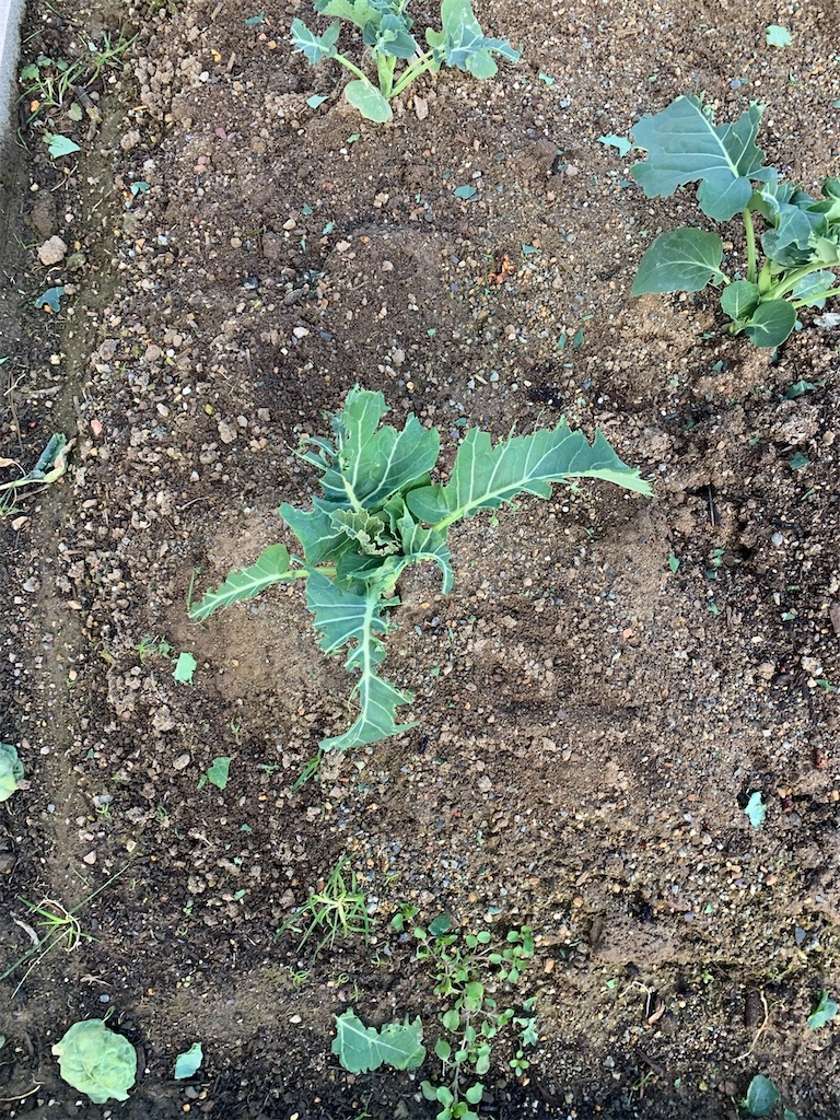 f:id:boonosuke:20250708132517j:image