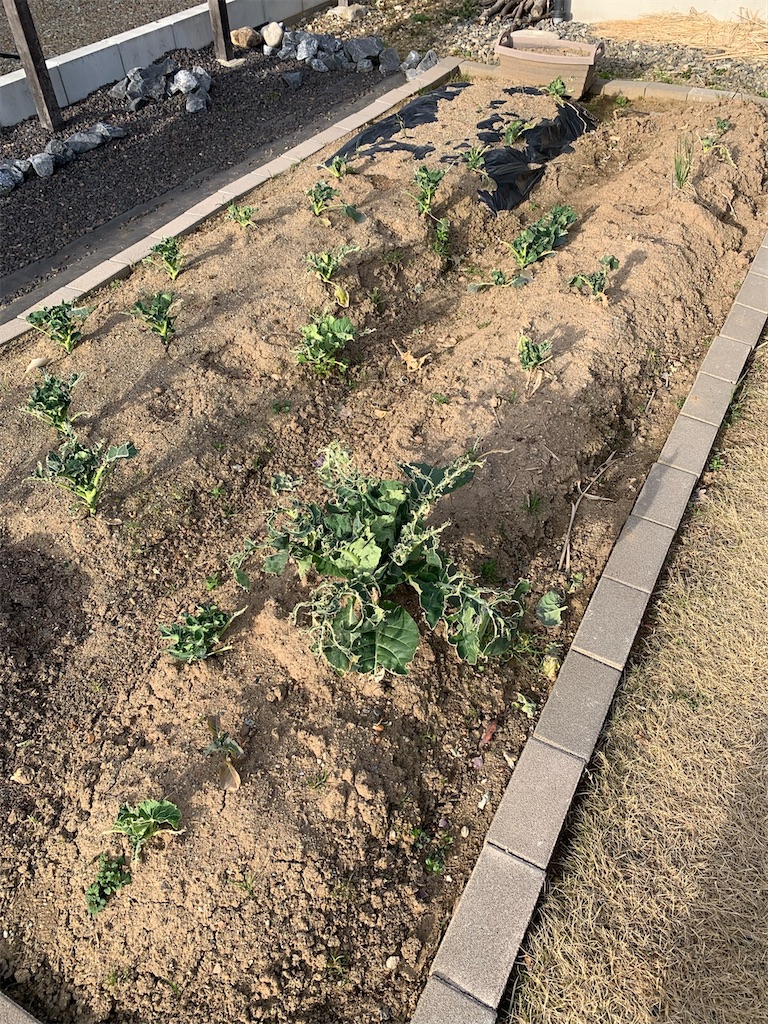 f:id:boonosuke:20250708133408j:image