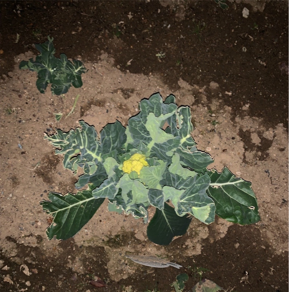 f:id:boonosuke:20250708133850j:image