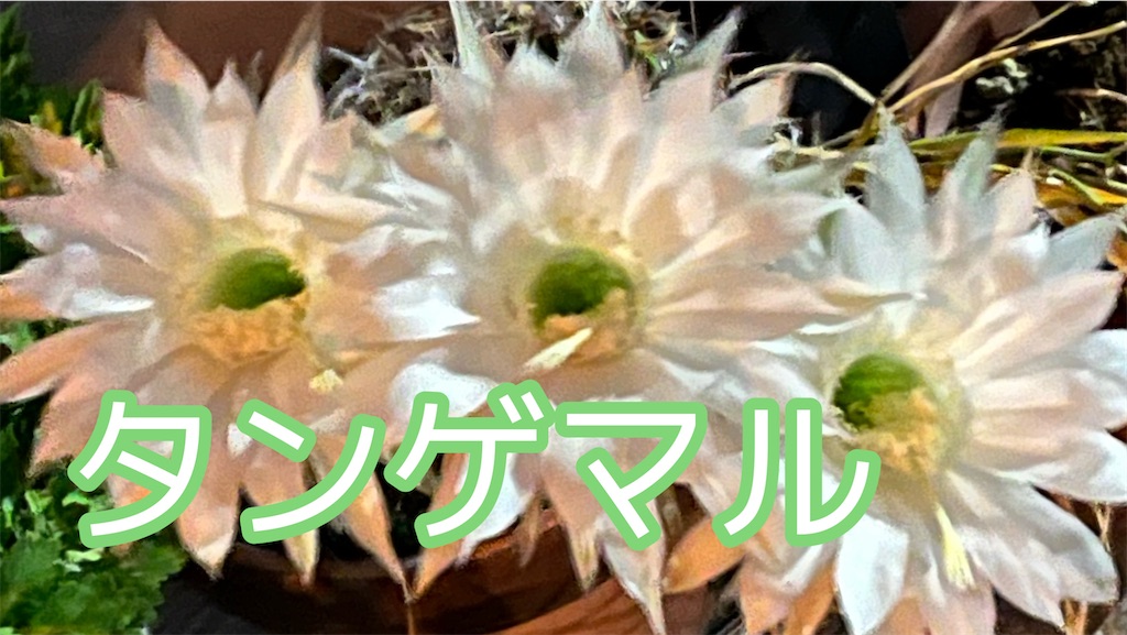 f:id:booooooongun:20230521194433j:image f:id:booooooongun:20230521194433j:image