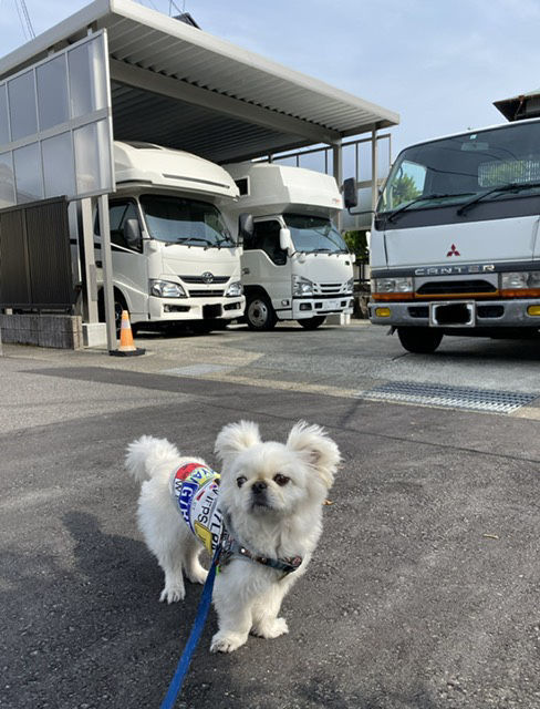 ウシガエル と ぱわわ キャンピングカー放浪記 ぶー散歩
