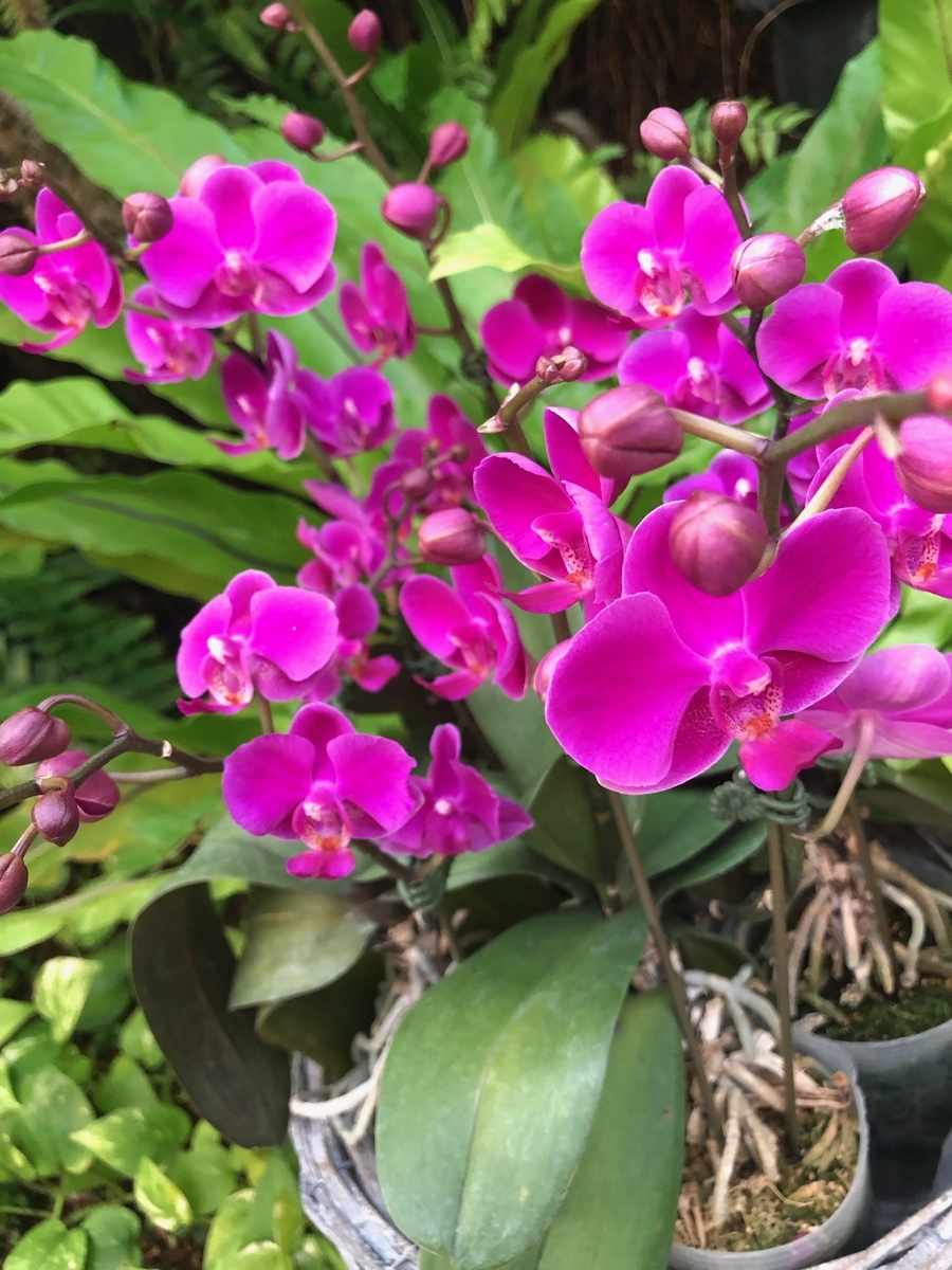 f:id:bor-1124:20190507204152j:plain