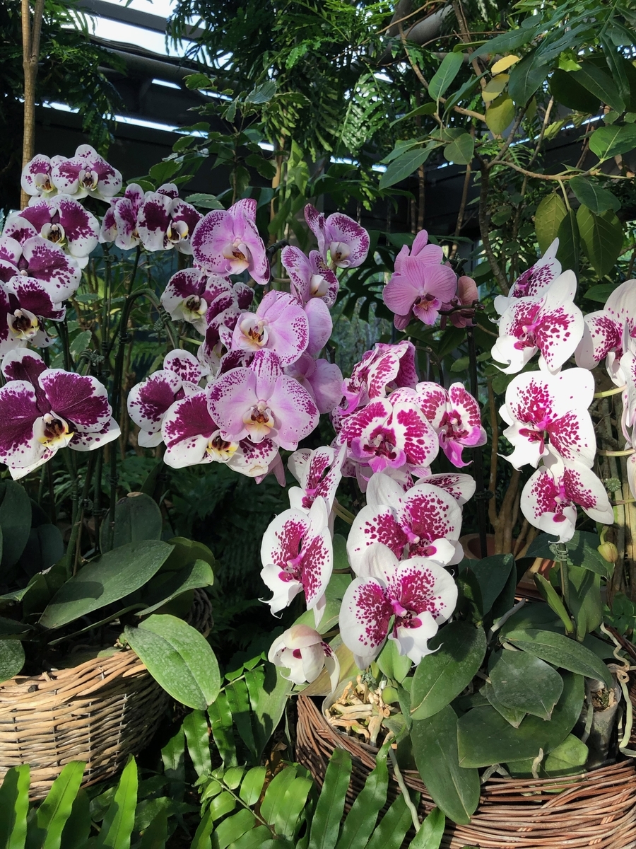 f:id:bor-1124:20190507204158j:plain