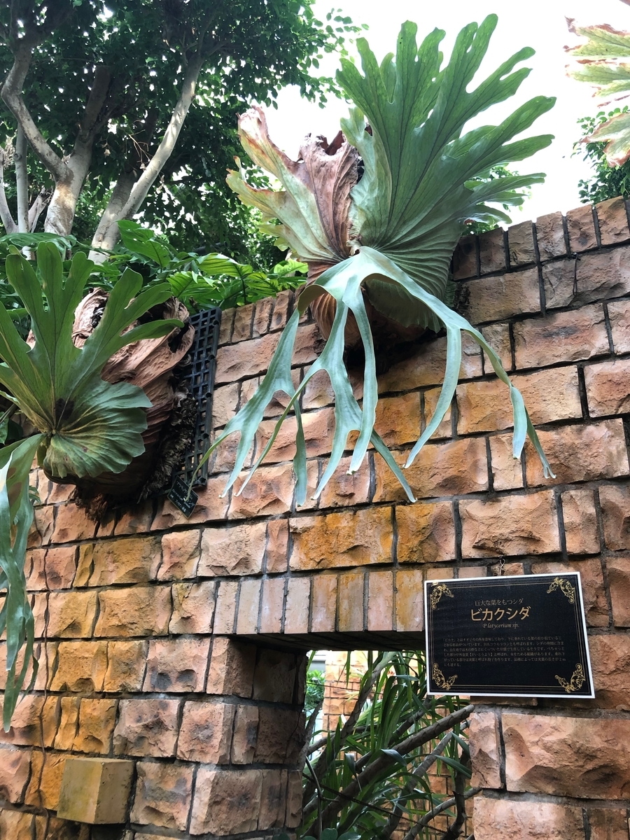 f:id:bor-1124:20190507215144j:plain