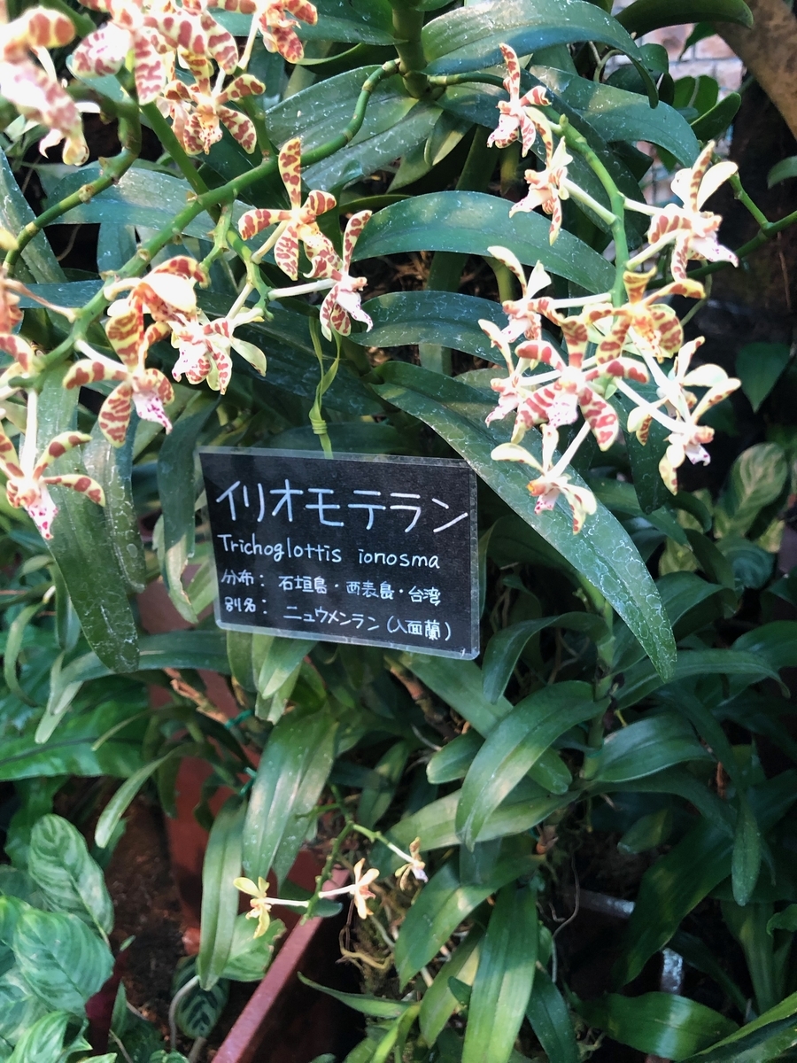 f:id:bor-1124:20190507215445j:plain