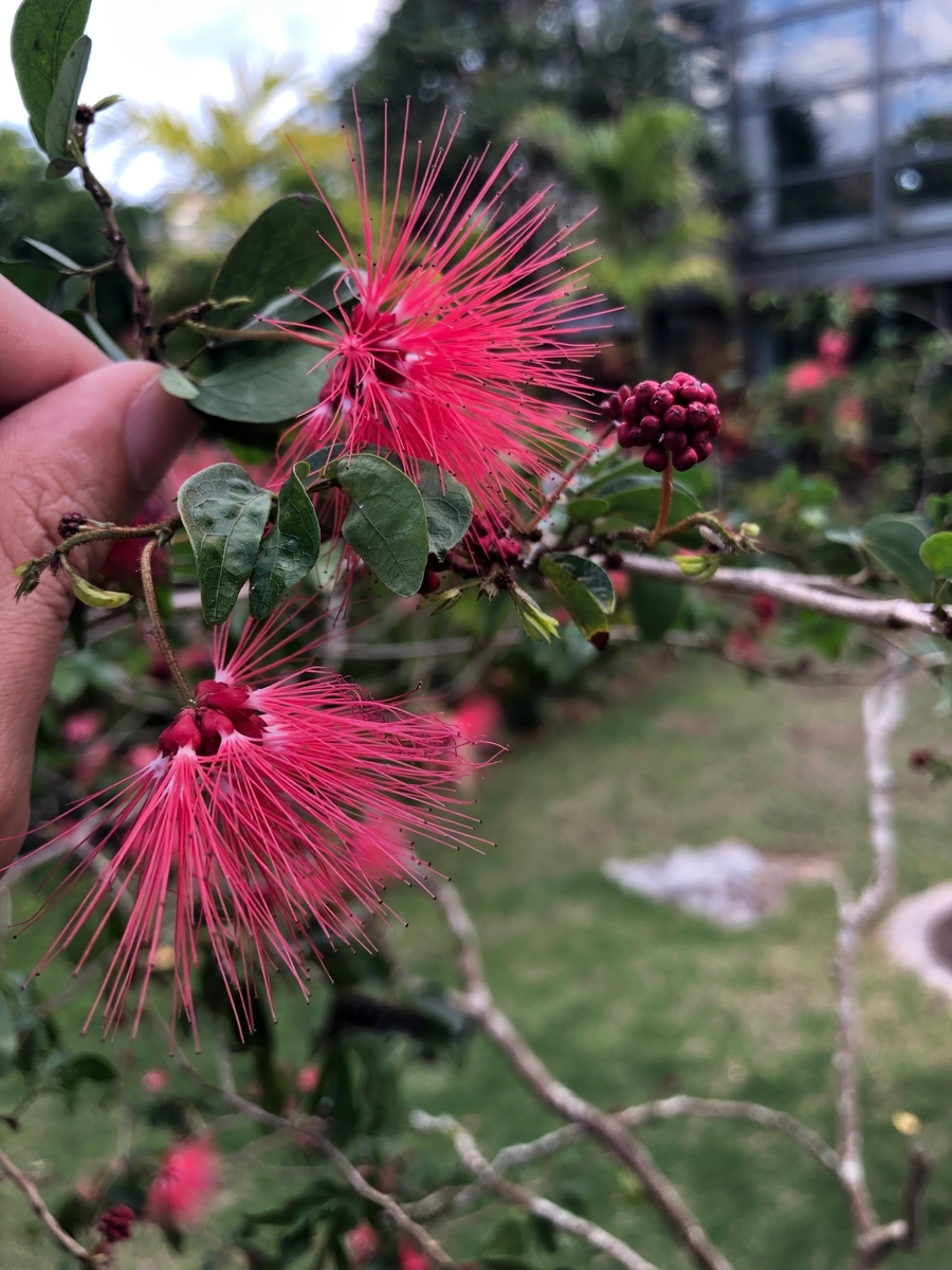 f:id:bor-1124:20190507215703j:plain