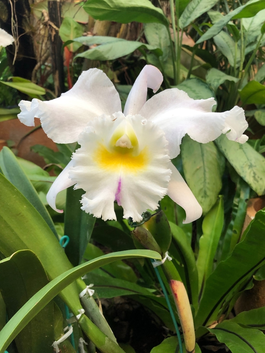f:id:bor-1124:20190507215934j:plain