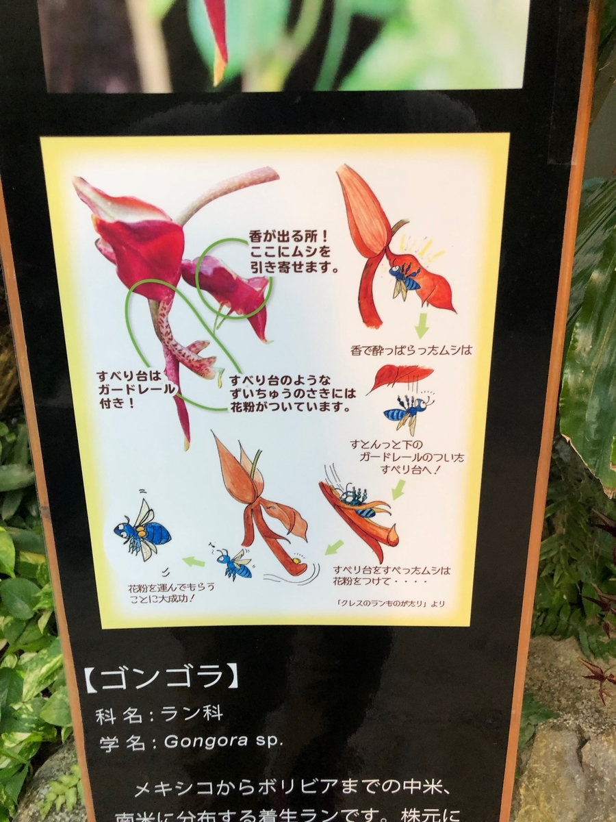f:id:bor-1124:20190507220245j:plain