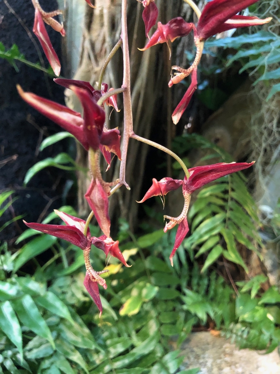 f:id:bor-1124:20190507220253j:plain
