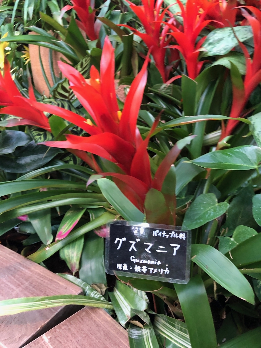 f:id:bor-1124:20190507220520j:plain