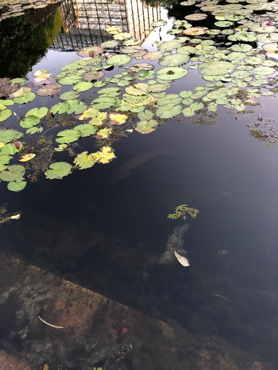 f:id:bor-1124:20190507221730j:plain