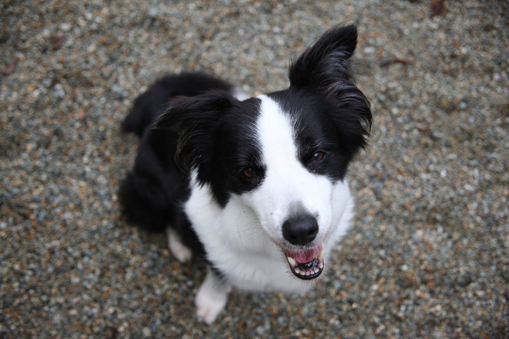 f:id:border-pichi:20120730063727j:plain