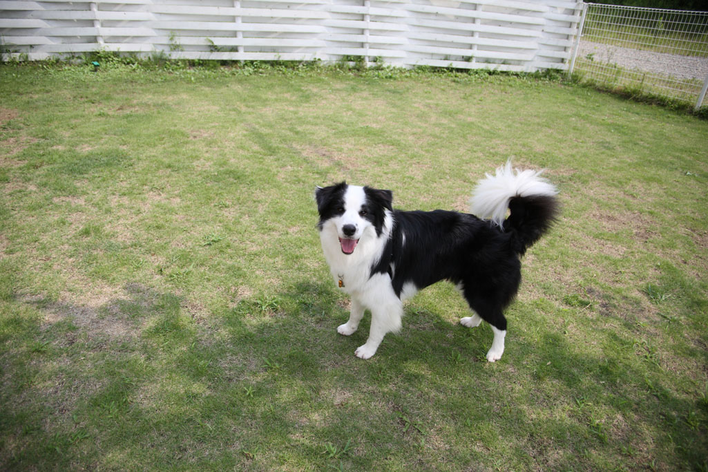 f:id:border-pichi:20120730140502j:plain