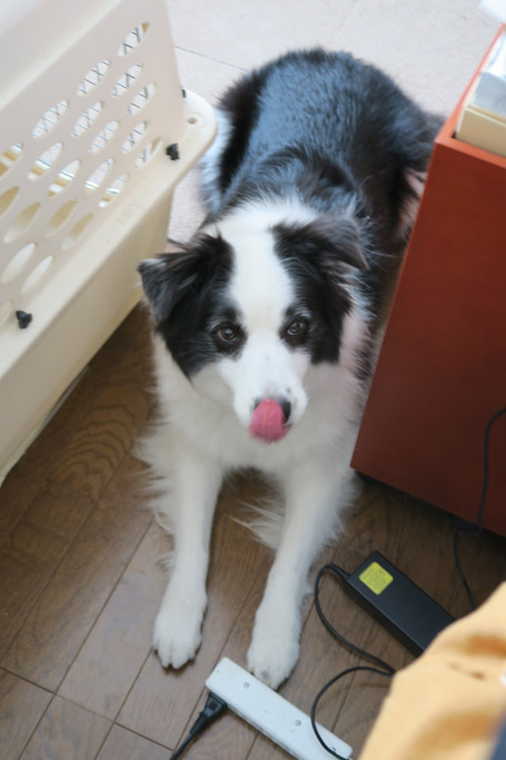 f:id:border-pichi:20181028184347j:plain