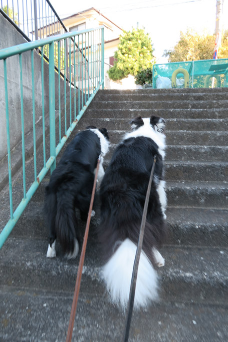 f:id:border-pichi:20181103112713j:plain