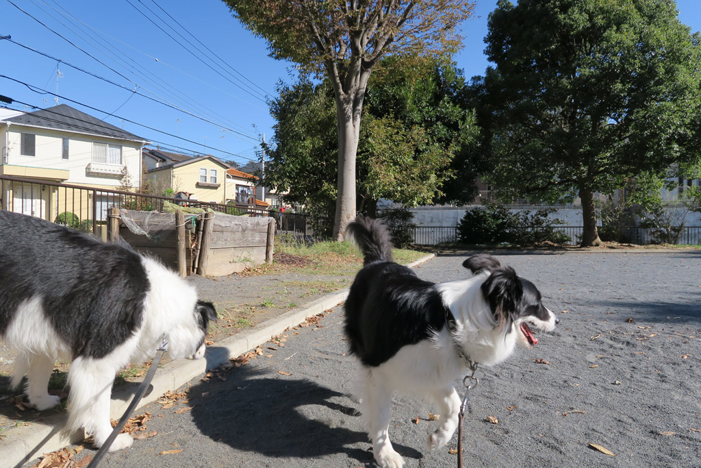 f:id:border-pichi:20181103113738j:plain