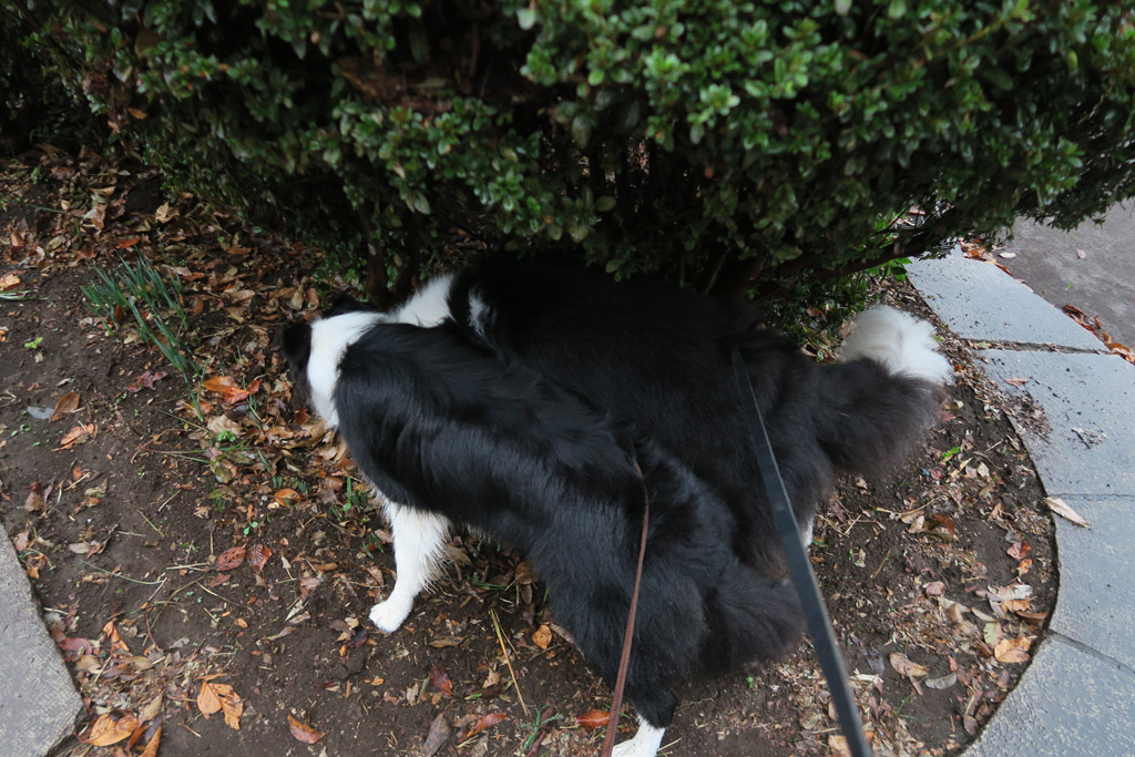 f:id:border-pichi:20181104190757j:plain