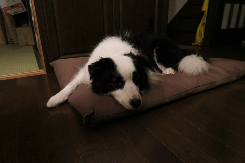 f:id:border-pichi:20181104190913j:plain