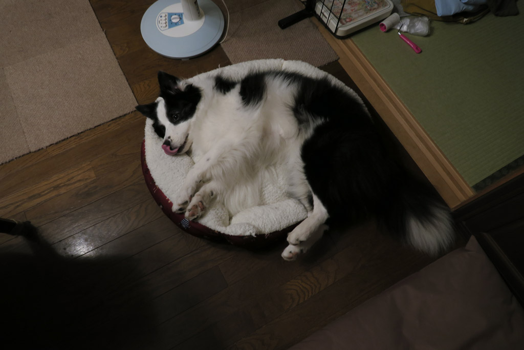 f:id:border-pichi:20181120202420j:plain