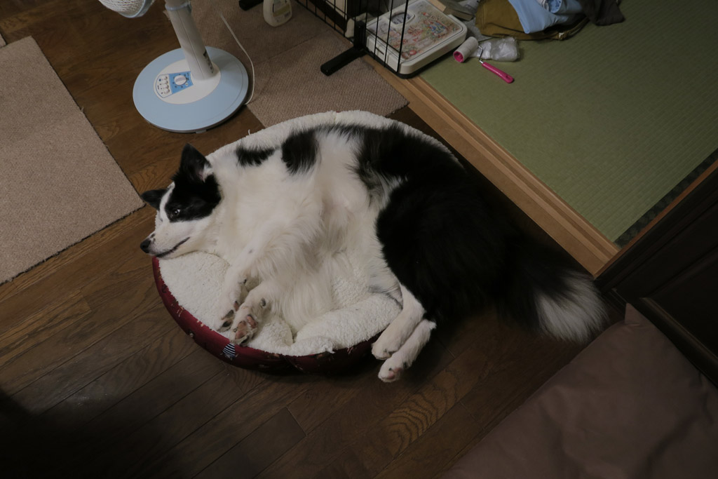 f:id:border-pichi:20181120202505j:plain