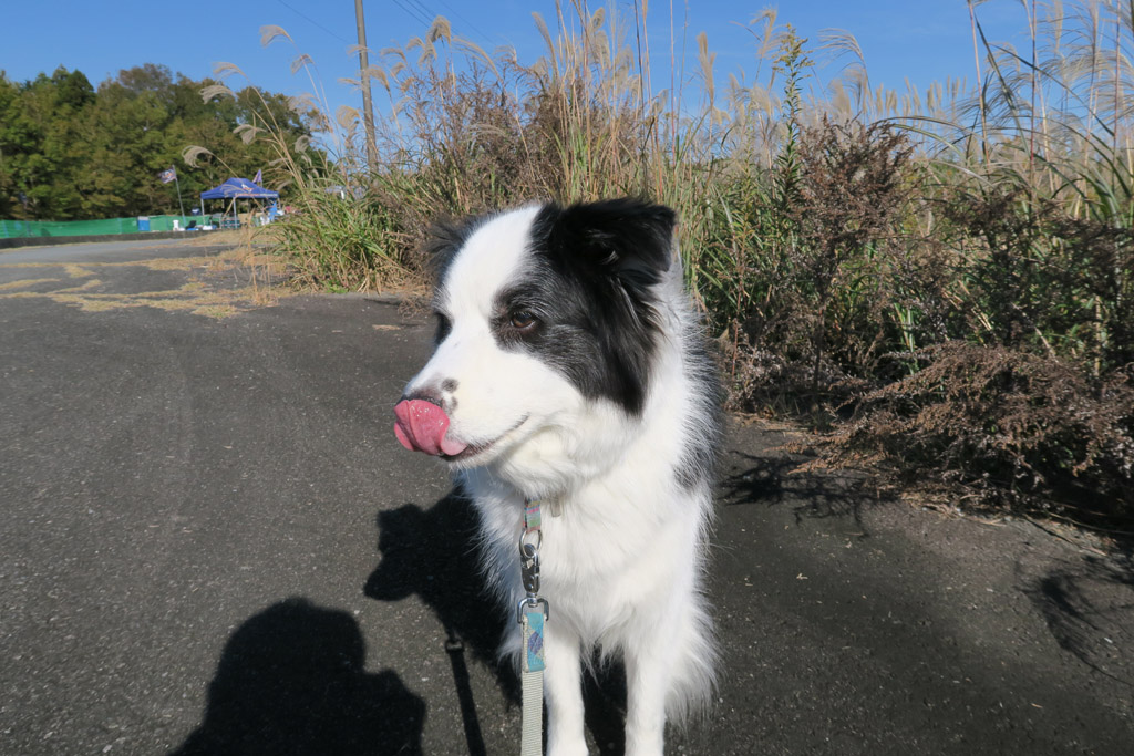 f:id:border-pichi:20181122195011j:plain