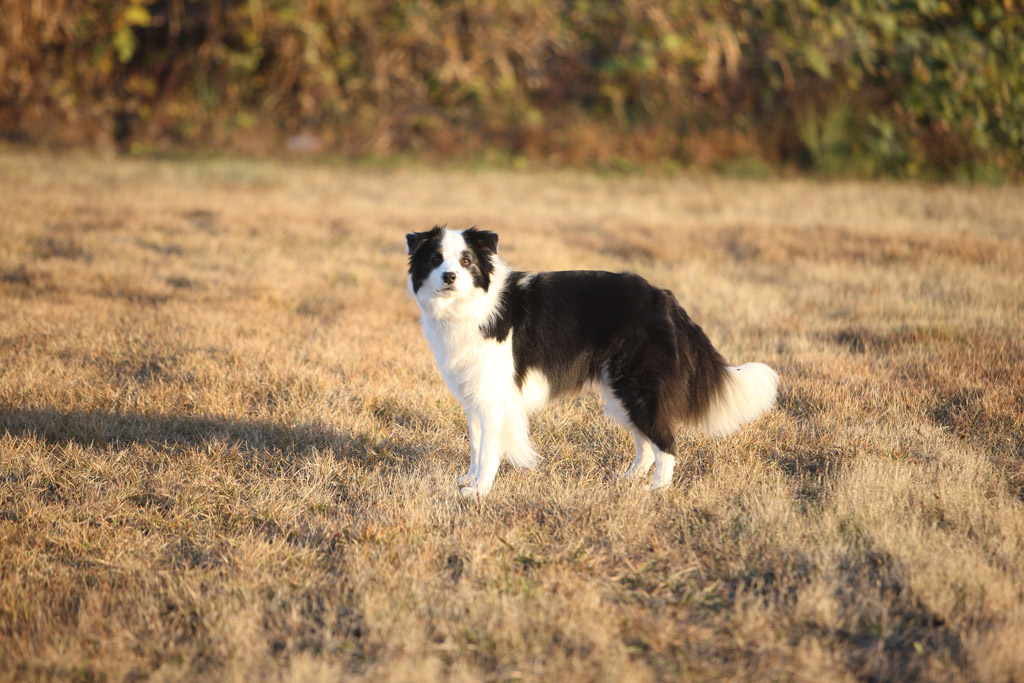 f:id:border-pichi:20181125182924j:plain