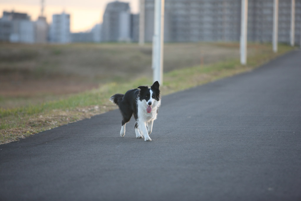 f:id:border-pichi:20181125191005j:plain