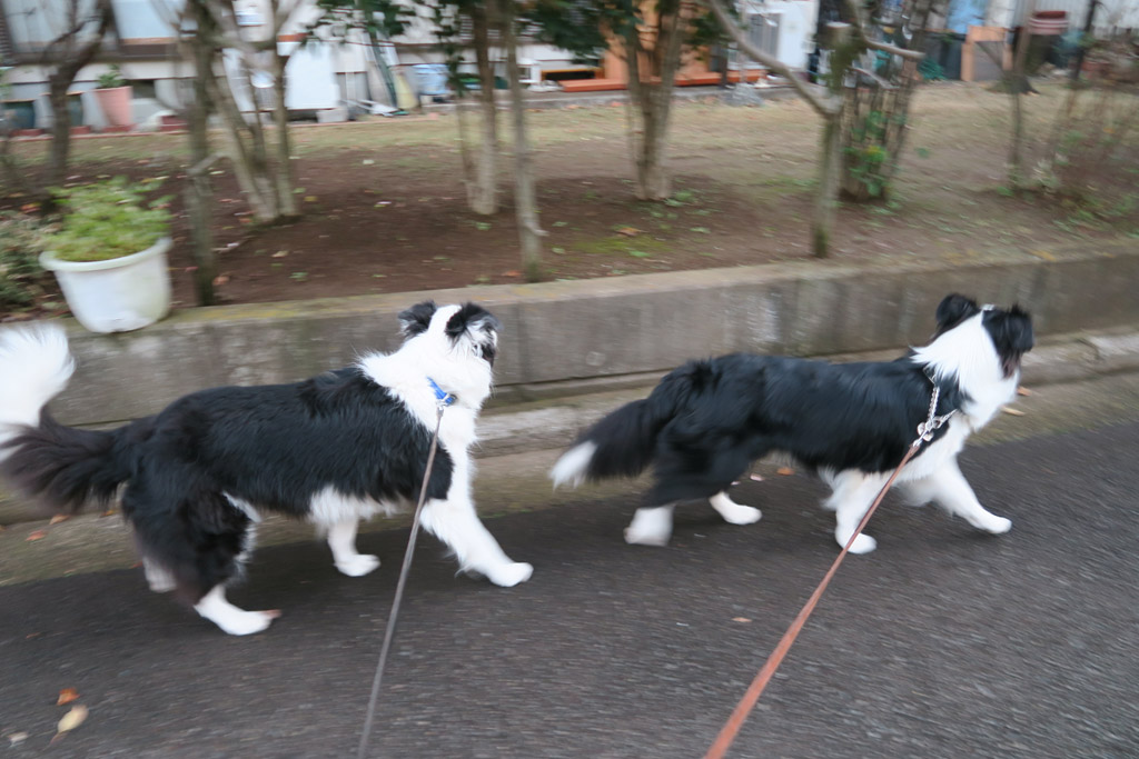 f:id:border-pichi:20181223083900j:plain