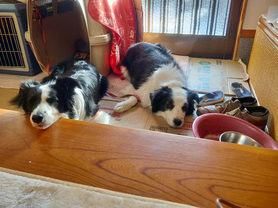 f:id:border-pichi:20190107003553j:plain