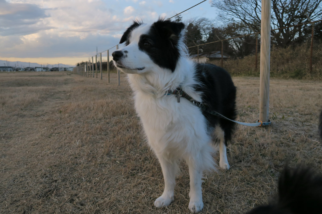 f:id:border-pichi:20190114184214j:plain