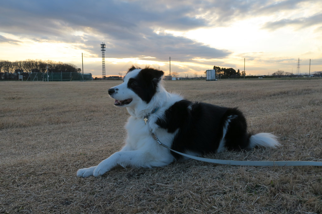 f:id:border-pichi:20190114184259j:plain