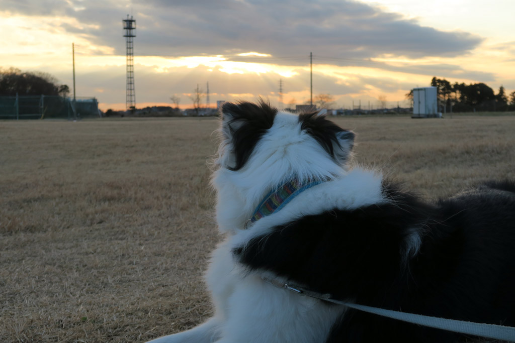 f:id:border-pichi:20190114184358j:plain