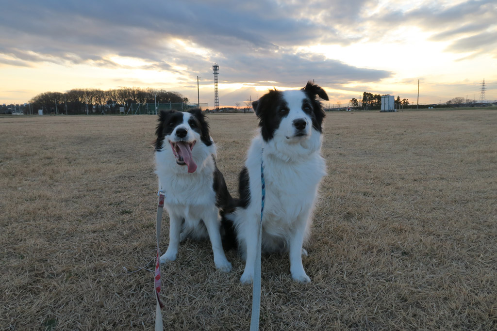 f:id:border-pichi:20190114184643j:plain
