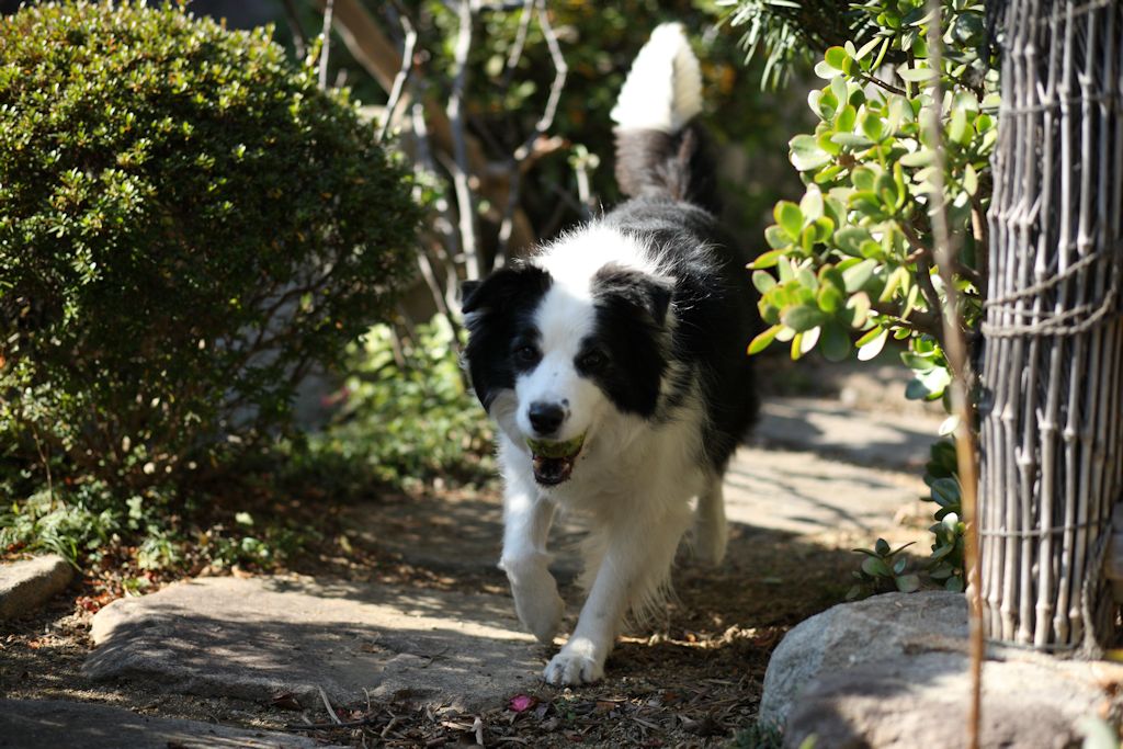 f:id:border-pichi:20190127000555j:plain f:id:border-pichi:20190127000555j:plain