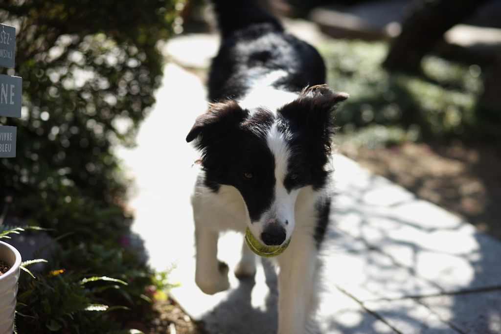 f:id:border-pichi:20190127000627j:plain f:id:border-pichi:20190127000627j:plain