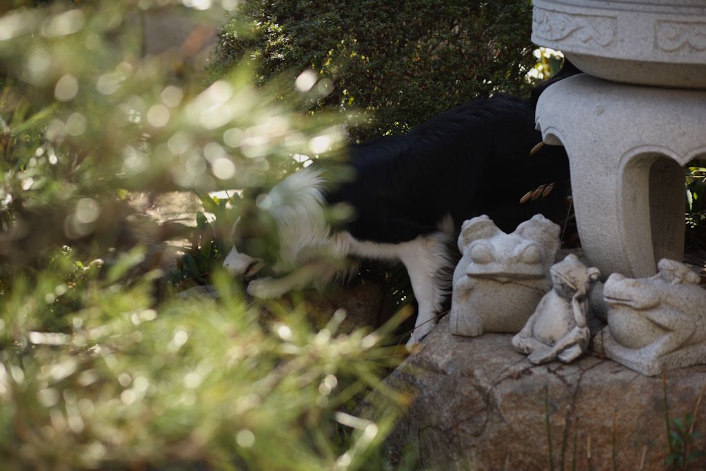 f:id:border-pichi:20190127001301j:plain f:id:border-pichi:20190127001301j:plain