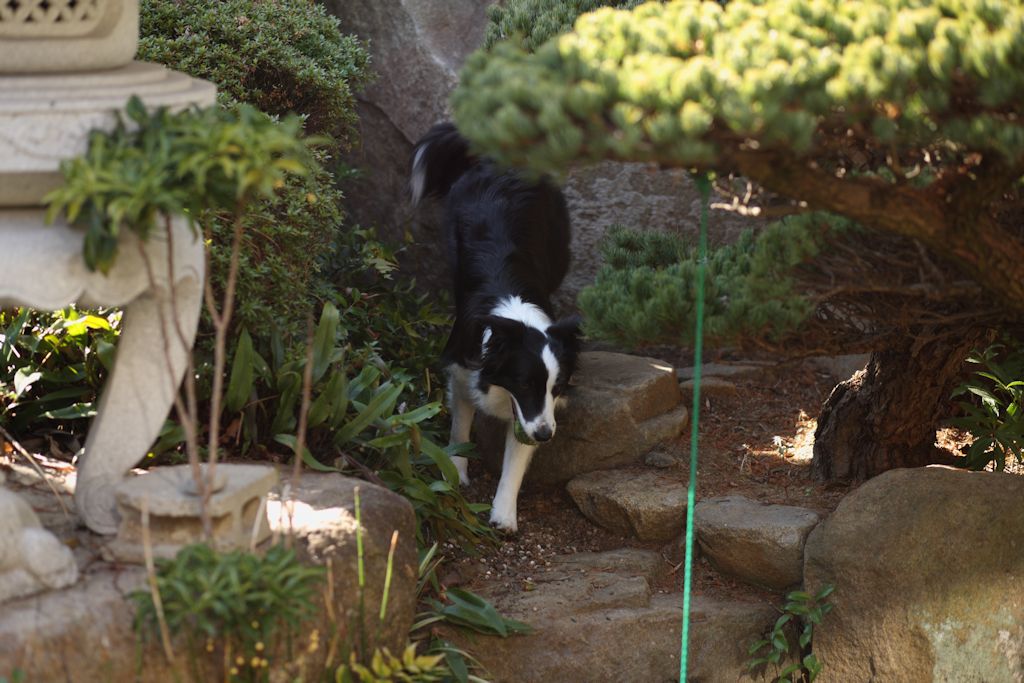 f:id:border-pichi:20190127001808j:plain f:id:border-pichi:20190127001808j:plain