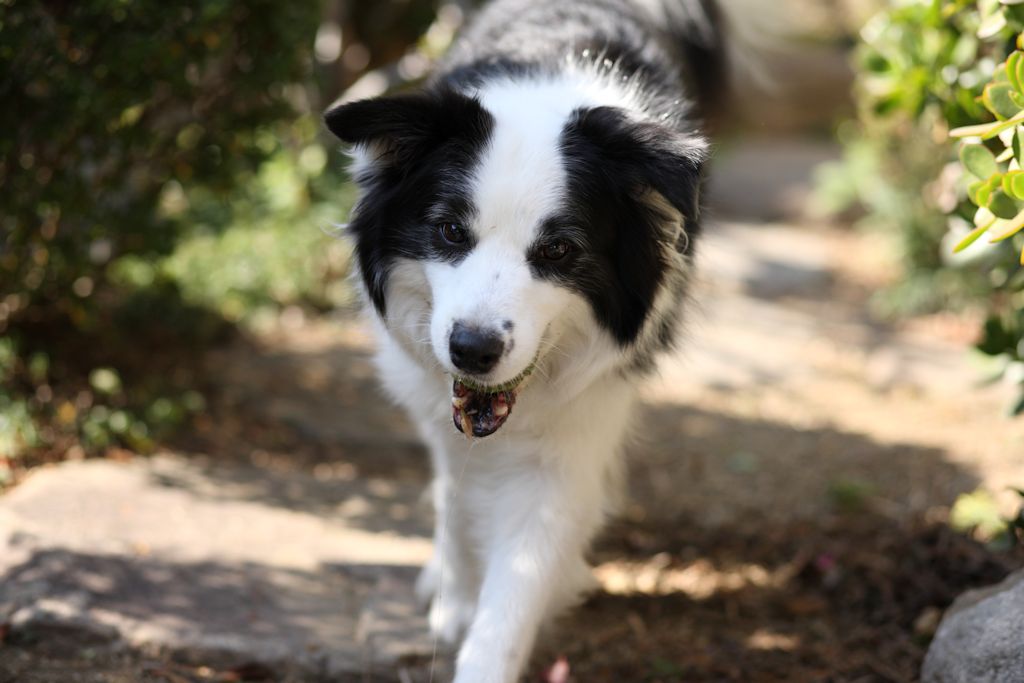 f:id:border-pichi:20190127002230j:plain f:id:border-pichi:20190127002230j:plain