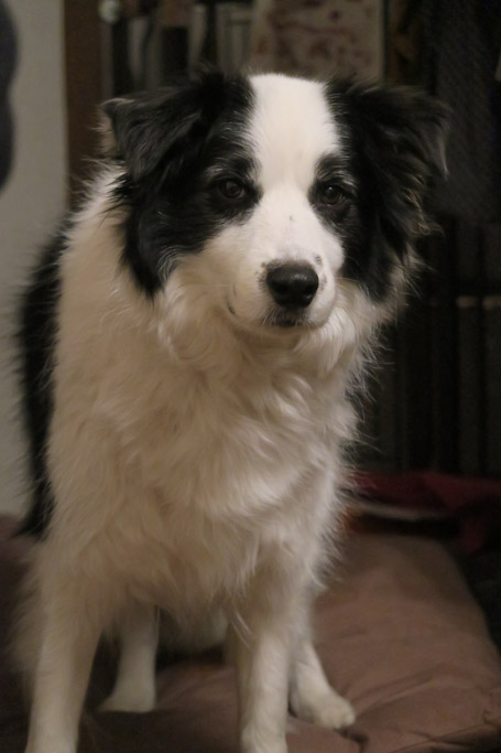 f:id:border-pichi:20190211231115j:plain