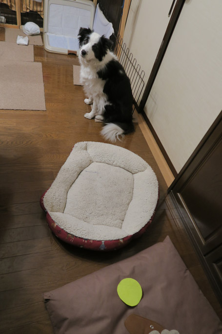 f:id:border-pichi:20190223225836j:plain