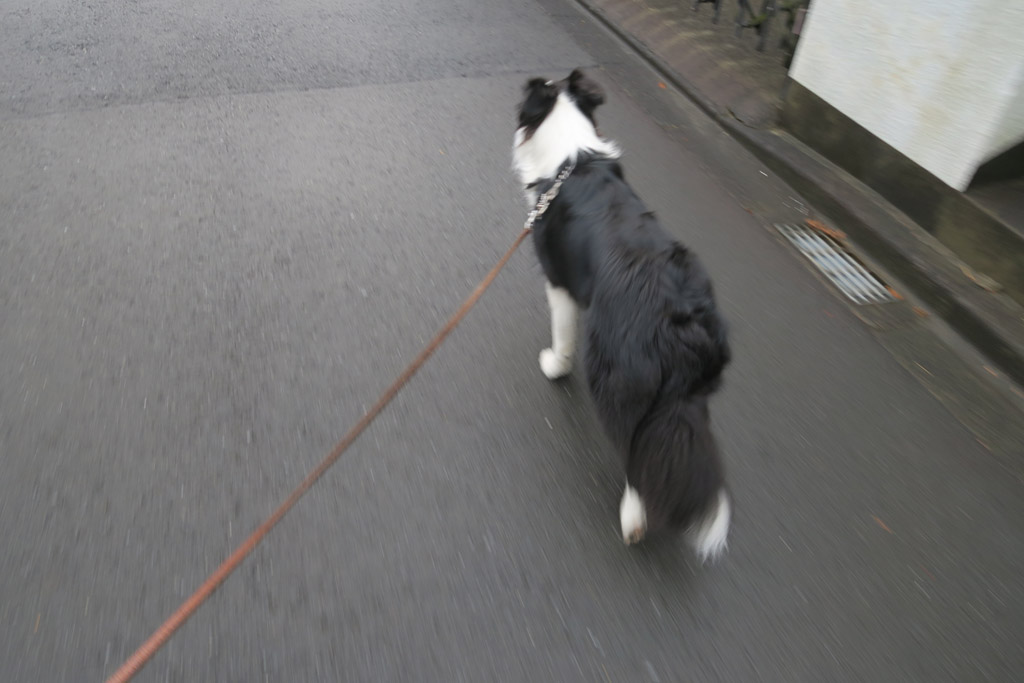 f:id:border-pichi:20190306191556j:plain