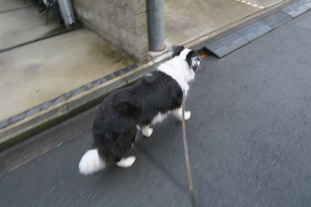 f:id:border-pichi:20190306191624j:plain