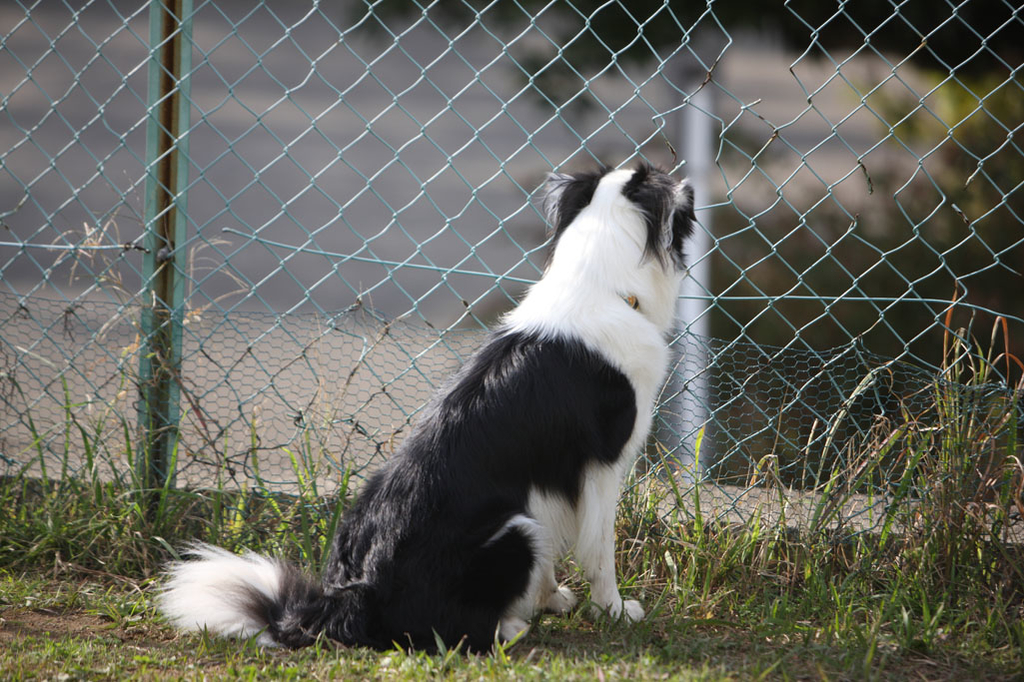 f:id:border-pichi:20190306192310j:plain